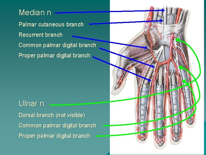 Median n Palmar cutaneous branch Recurrent branch Common palmar digital branch Proper palmar digital