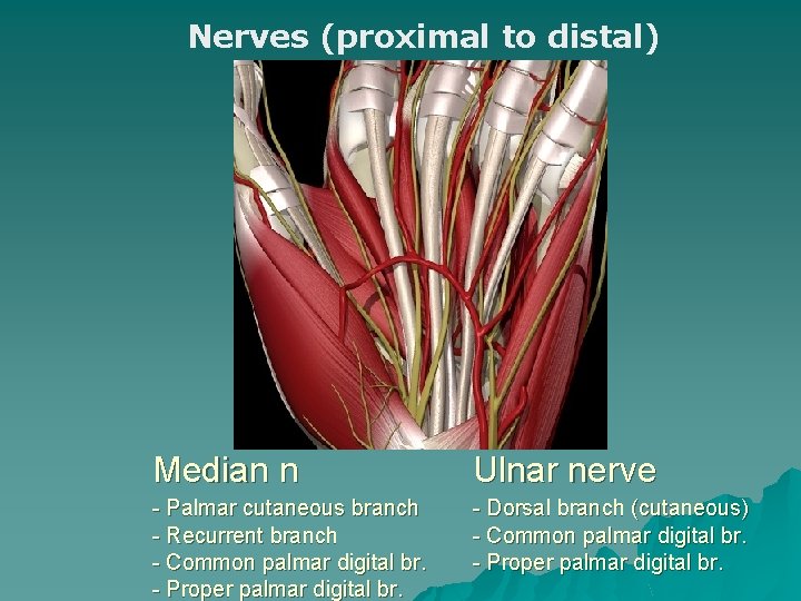 Nerves (proximal to distal) Median n Ulnar nerve - Palmar cutaneous branch - Recurrent