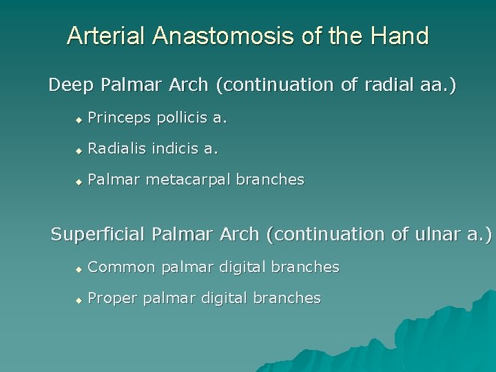 Arterial Anastomosis of the Hand Deep Palmar Arch (continuation of radial aa. ) u