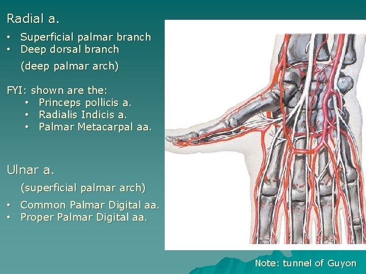 Radial a. • • Superficial palmar branch Deep dorsal branch (deep palmar arch) FYI: