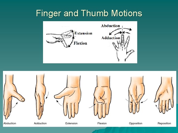 Finger and Thumb Motions 