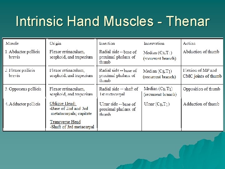 Intrinsic Hand Muscles - Thenar 