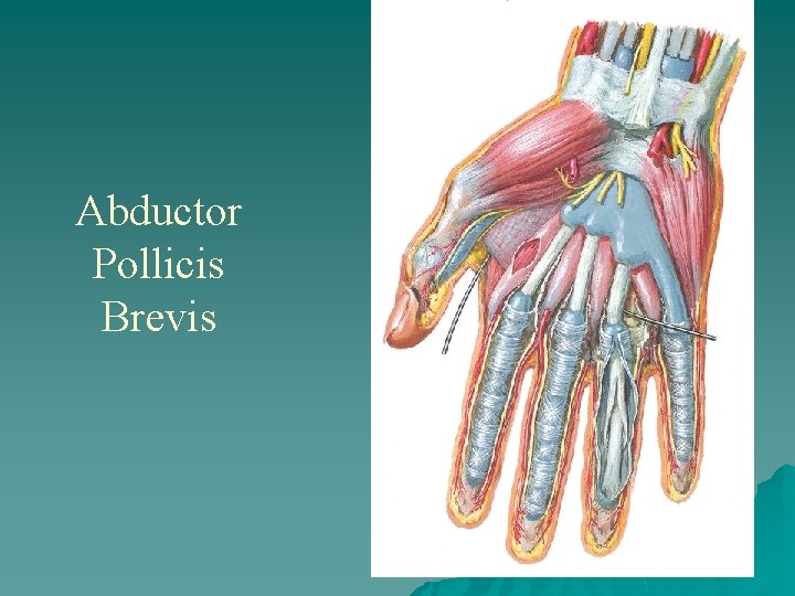 Abductor Pollicis Brevis 