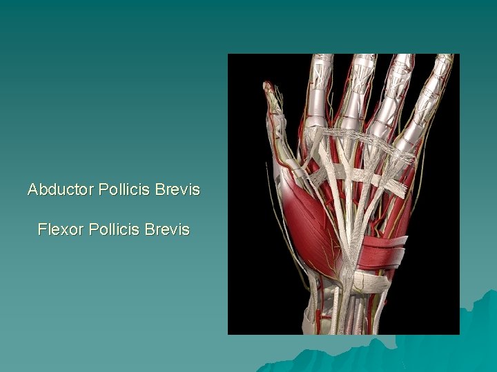 Abductor Pollicis Brevis Flexor Pollicis Brevis 