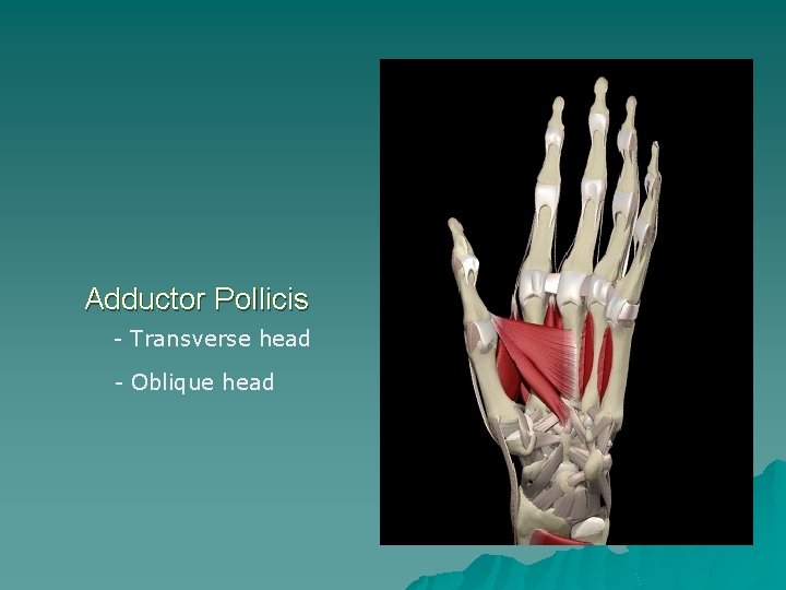 Adductor Pollicis - Transverse head - Oblique head 