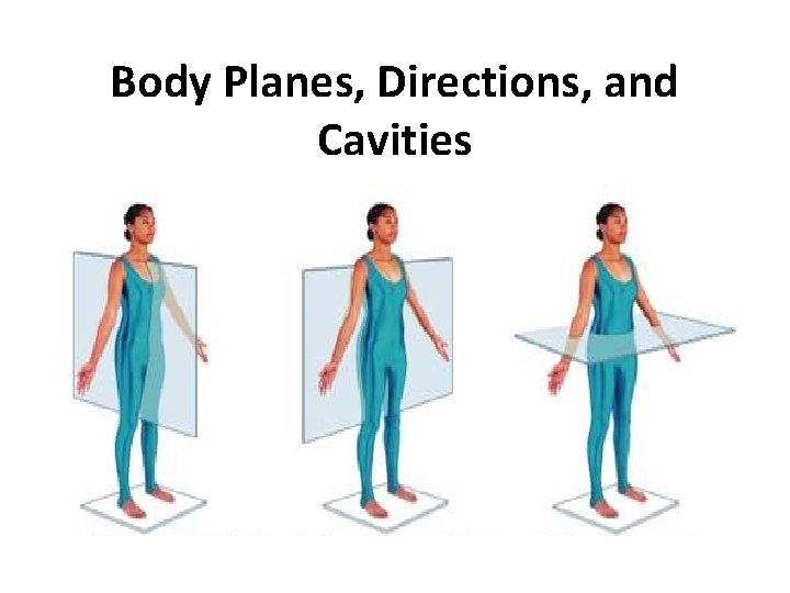 Body Planes, Directions, and Cavities 