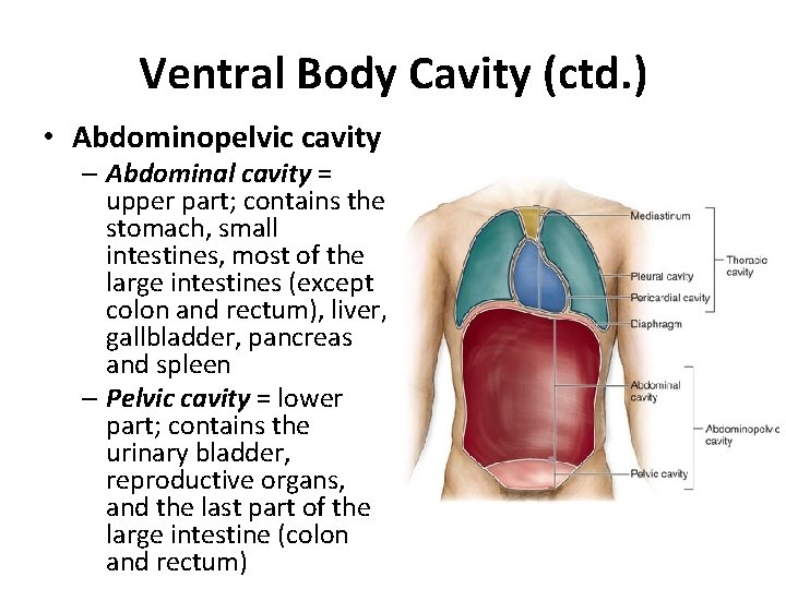 Ventral Body Cavity (ctd. ) • Abdominopelvic cavity – Abdominal cavity = upper part;