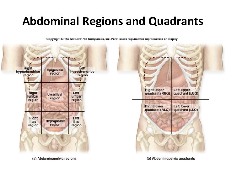 Abdominal Regions and Quadrants 
