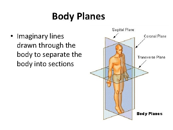 Body Planes • Imaginary lines drawn through the body to separate the body into