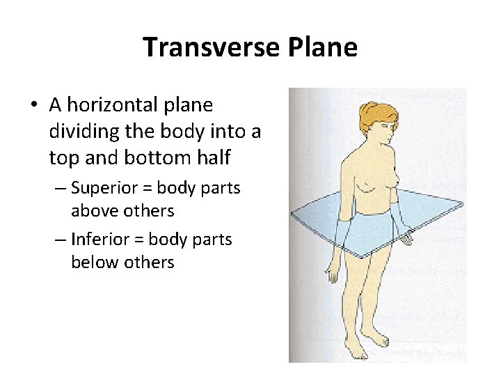 Transverse Plane • A horizontal plane dividing the body into a top and bottom