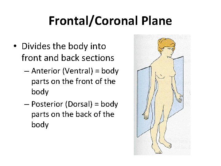 Frontal/Coronal Plane • Divides the body into front and back sections – Anterior (Ventral)