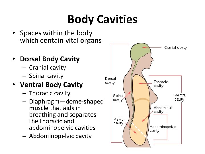 Body Cavities • Spaces within the body which contain vital organs • Dorsal Body