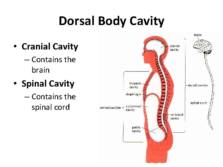 Dorsal Body Cavity • Cranial Cavity – Contains the brain • Spinal Cavity –