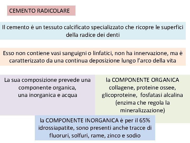 CEMENTO RADICOLARE Il cemento è un tessuto calcificato specializzato che ricopre le superfici della