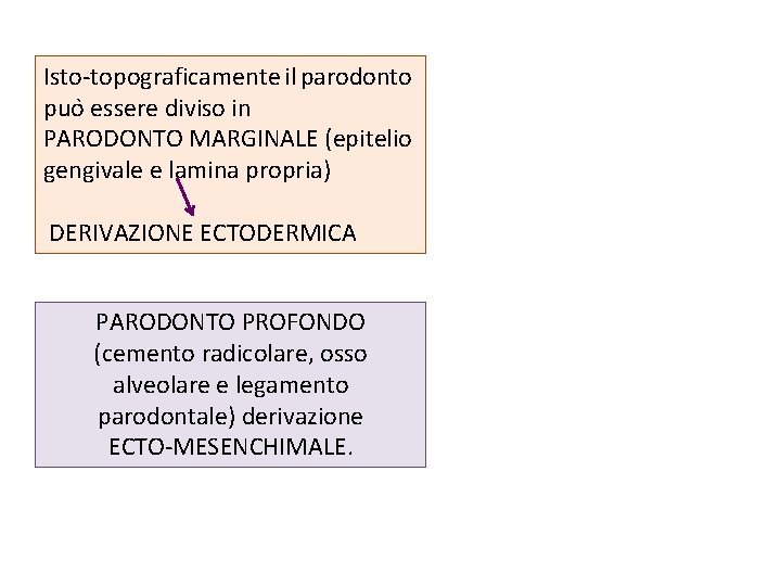Isto-topograficamente il parodonto puo essere diviso in PARODONTO MARGINALE (epitelio gengivale e lamina propria)