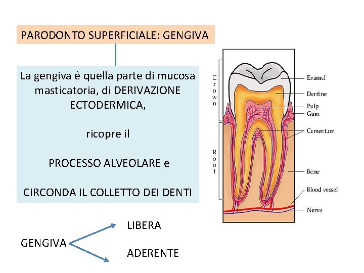 PARODONTO SUPERFICIALE: GENGIVA La gengiva e quella parte di mucosa masticatoria, di DERIVAZIONE ECTODERMICA,