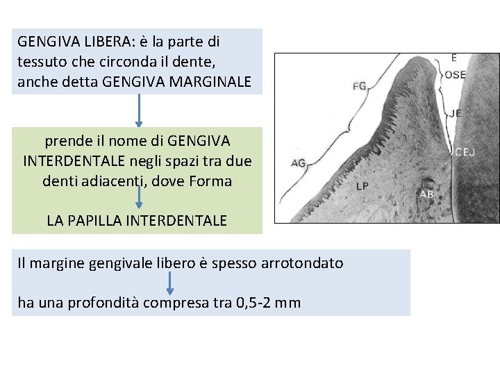 GENGIVA LIBERA: è la parte di tessuto che circonda il dente, anche detta GENGIVA