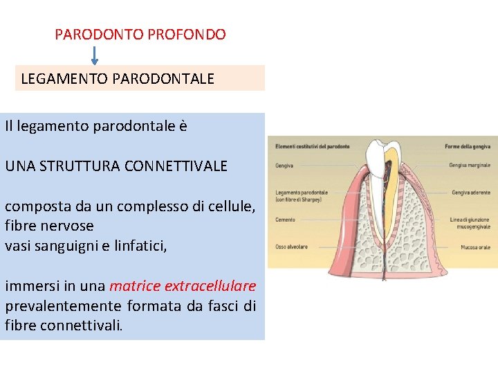 PARODONTO PROFONDO LEGAMENTO PARODONTALE Il legamento parodontale è UNA STRUTTURA CONNETTIVALE composta da un