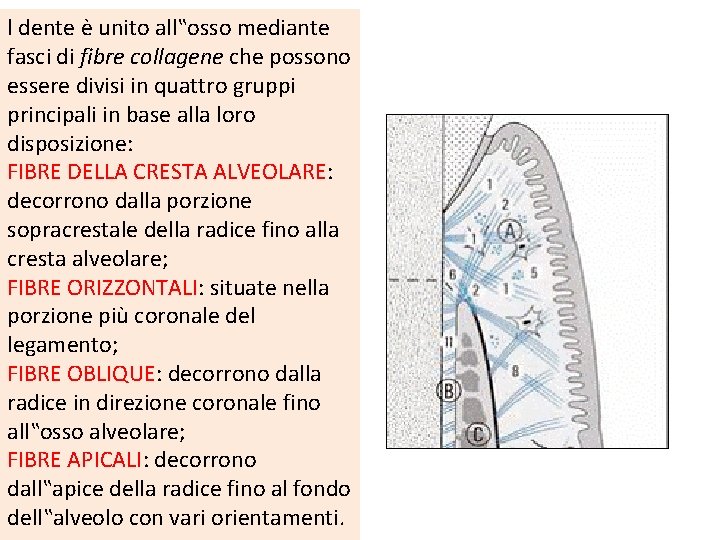 l dente è unito all‟osso mediante fasci di fibre collagene che possono essere divisi