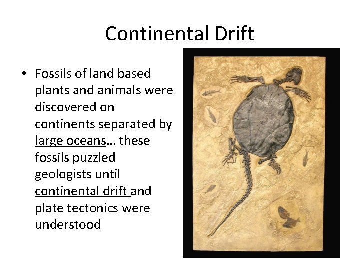 Continental Drift • Fossils of land based plants and animals were discovered on continents