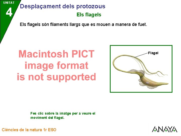 UNITAT UNIDAD 4 3 Desplaçament dels protozous Els flagels són filaments llargs que es