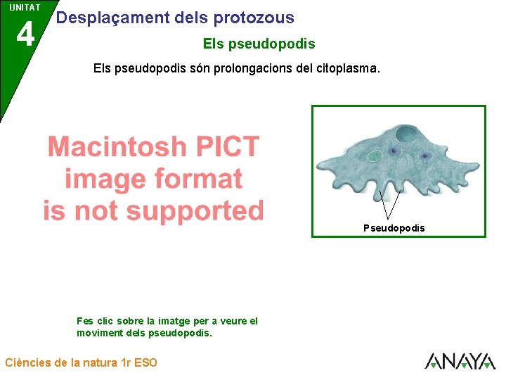 UNITAT UNIDAD 4 3 Desplaçament dels protozous Els pseudopodis són prolongacions del citoplasma. Pseudopodis