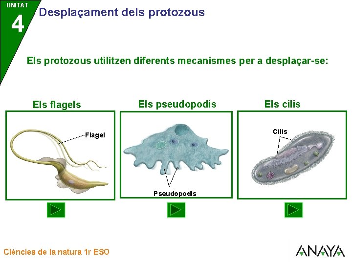 UNITAT UNIDAD 4 3 Desplaçament dels protozous Els protozous utilitzen diferents mecanismes per a