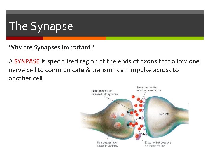 The Synapse Why are Synapses Important? A SYNPASE is specialized region at the ends