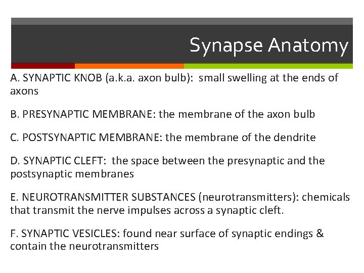 Synapse Anatomy A. SYNAPTIC KNOB (a. k. a. axon bulb): small swelling at the