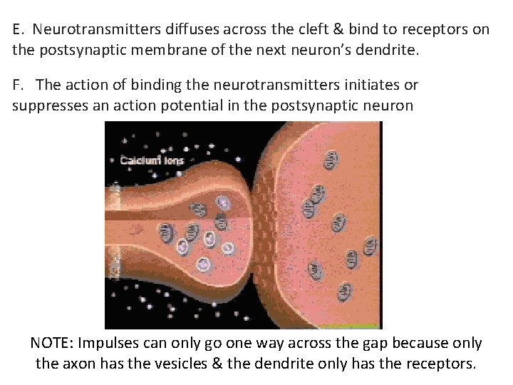 E. Neurotransmitters diffuses across the cleft & bind to receptors on the postsynaptic membrane
