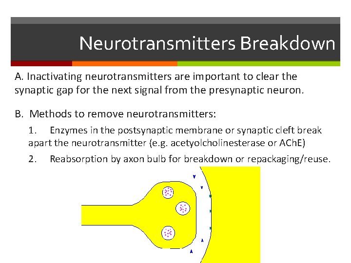 Neurotransmitters Breakdown A. Inactivating neurotransmitters are important to clear the synaptic gap for the