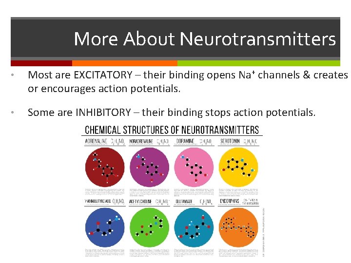 More About Neurotransmitters • Most are EXCITATORY – their binding opens Na+ channels &