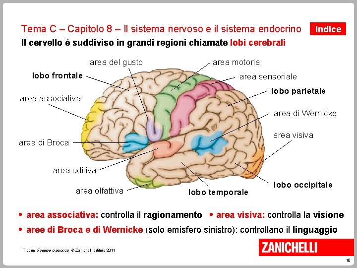 Tema C – Capitolo 8 – Il sistema nervoso e il sistema endocrino Indice