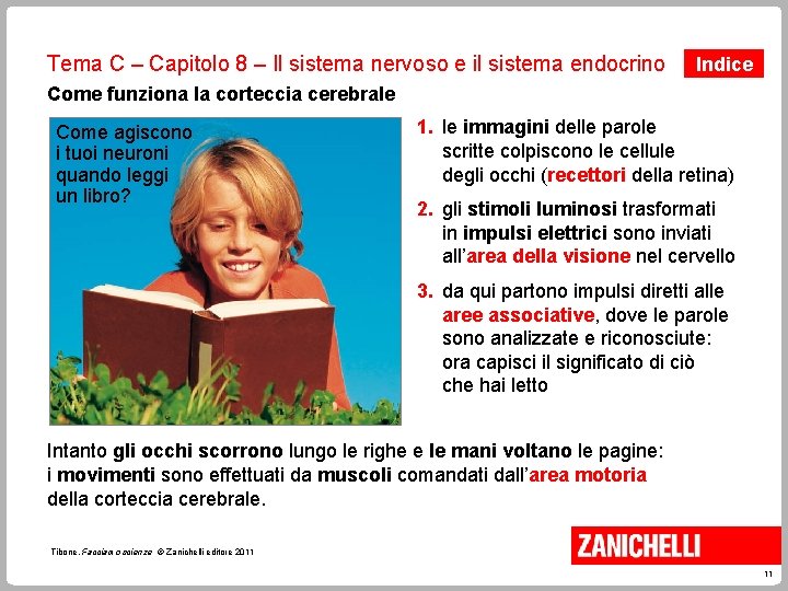 Tema C – Capitolo 8 – Il sistema nervoso e il sistema endocrino Indice