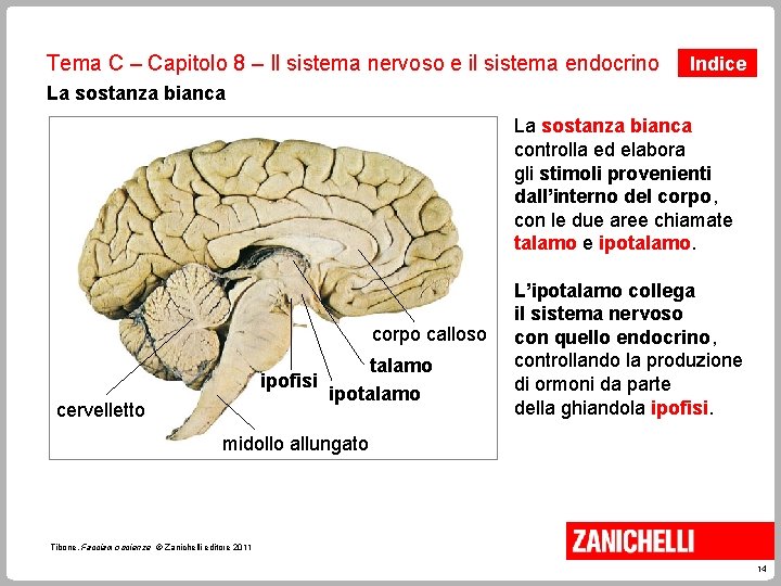 Tema C – Capitolo 8 – Il sistema nervoso e il sistema endocrino Indice