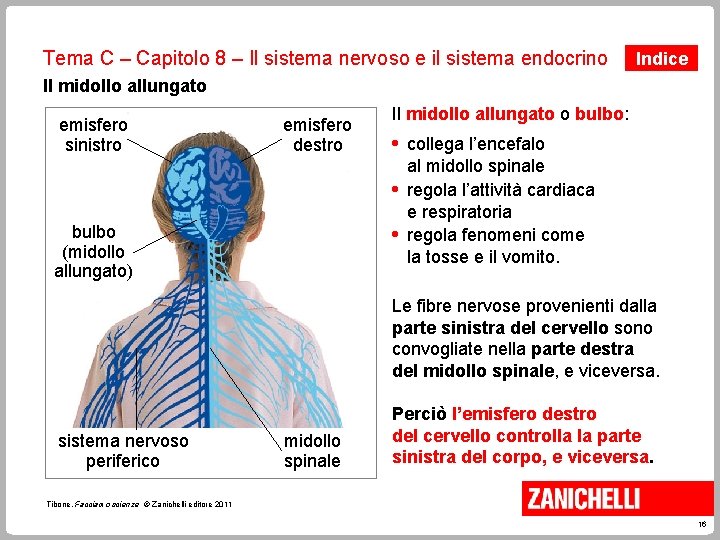 Tema C – Capitolo 8 – Il sistema nervoso e il sistema endocrino Indice