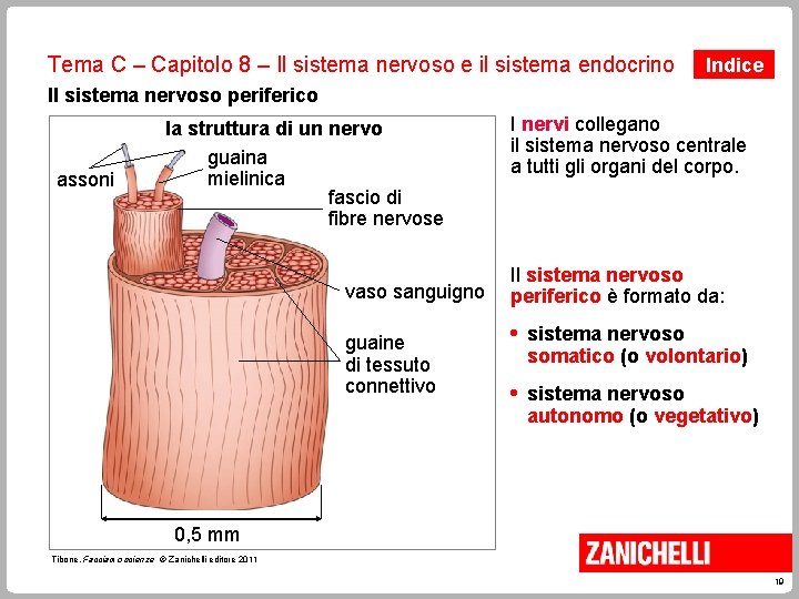 Tema C – Capitolo 8 – Il sistema nervoso e il sistema endocrino Indice