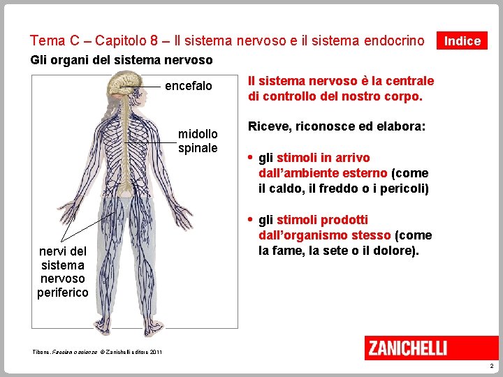 Tema C – Capitolo 8 – Il sistema nervoso e il sistema endocrino Indice