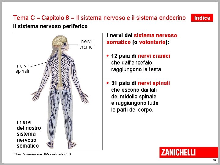 Tema C – Capitolo 8 – Il sistema nervoso e il sistema endocrino Indice