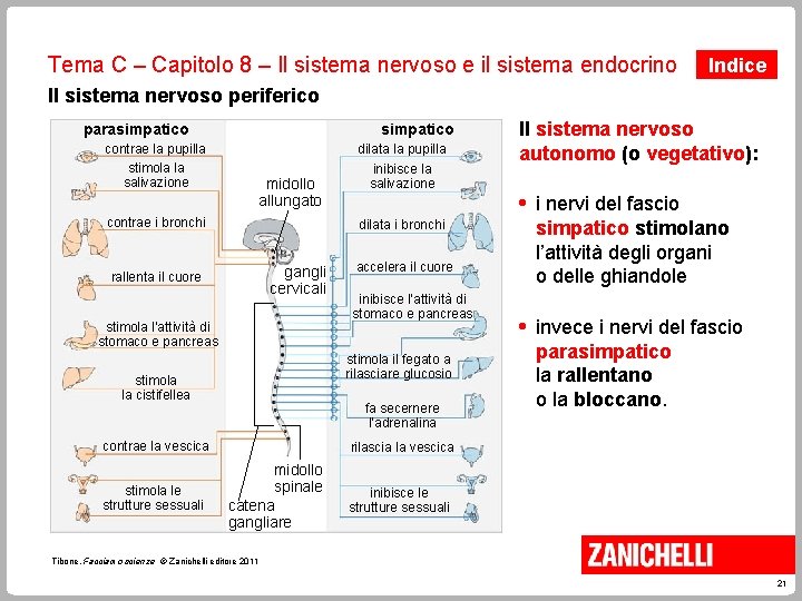 Tema C – Capitolo 8 – Il sistema nervoso e il sistema endocrino Indice