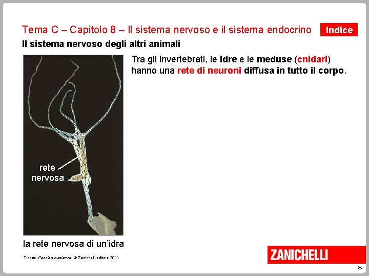 Tema C – Capitolo 8 – Il sistema nervoso e il sistema endocrino Indice