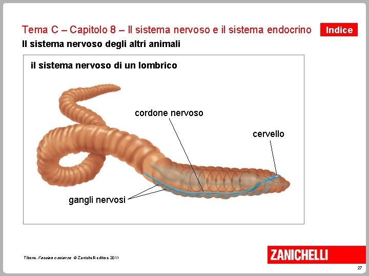 Tema C – Capitolo 8 – Il sistema nervoso e il sistema endocrino Indice