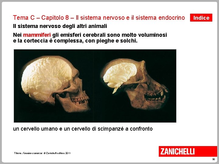 Tema C – Capitolo 8 – Il sistema nervoso e il sistema endocrino Indice