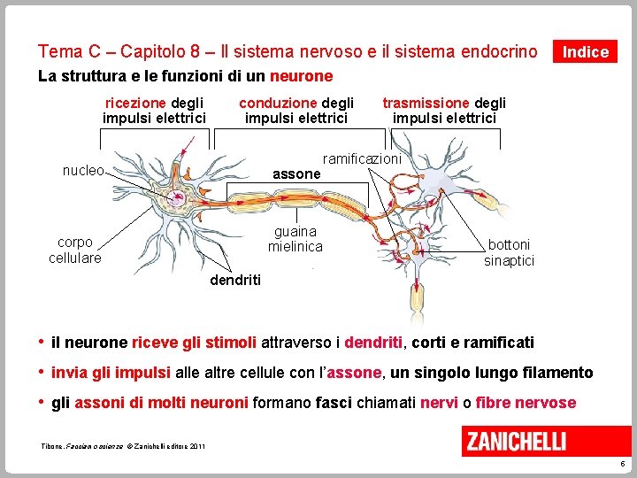 Tema C – Capitolo 8 – Il sistema nervoso e il sistema endocrino Indice