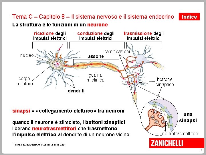 Tema C – Capitolo 8 – Il sistema nervoso e il sistema endocrino Indice