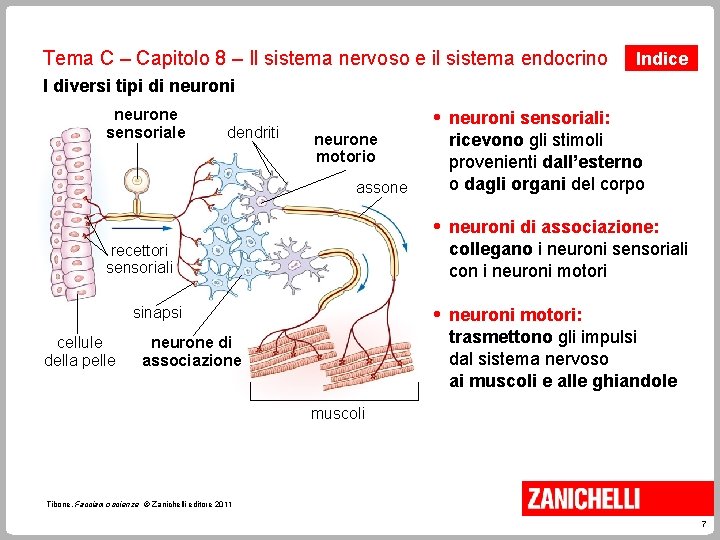 Tema C – Capitolo 8 – Il sistema nervoso e il sistema endocrino Indice