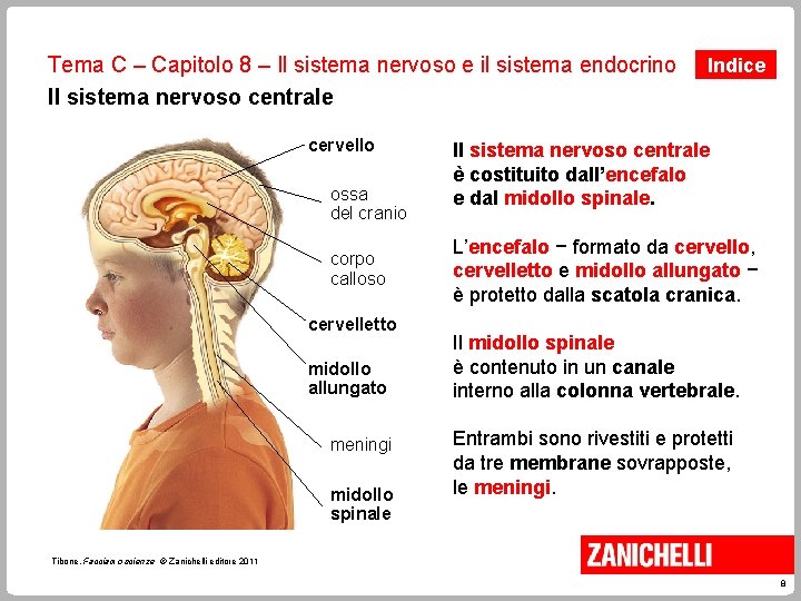 Tema C – Capitolo 8 – Il sistema nervoso e il sistema endocrino Il