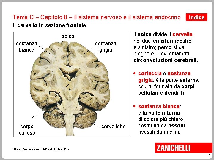 Tema C – Capitolo 8 – Il sistema nervoso e il sistema endocrino Indice