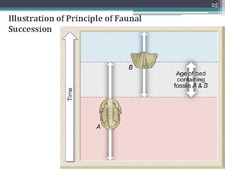 25 Illustration of Principle of Faunal Succession 25 Illustration of Principle of Faunal Succession
