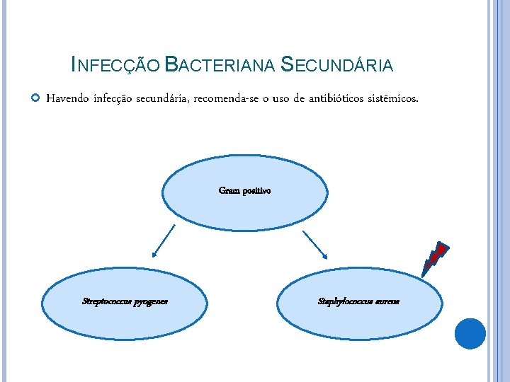 INFECÇÃO BACTERIANA SECUNDÁRIA Havendo infecção secundária, recomenda-se o uso de antibióticos sistêmicos. Gram positivo